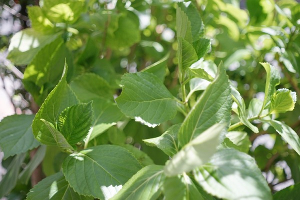 konishiroku_e-hexanon_50mm_sony_a7