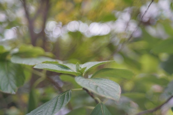 fujifilm_fujinon_55mm_m42_sony_a7r_ii