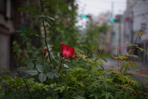 yashica_yashikor_50mm-sony_a7
