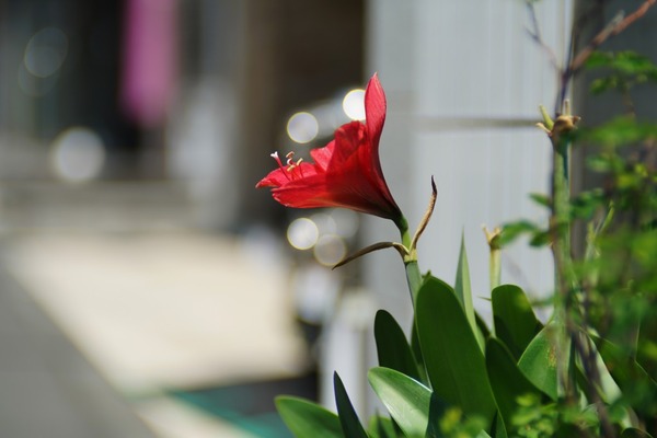 snkyo_kohki_komura_85mm_fd_sony_a7r_ii