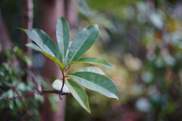 carl_zeiss_jena_pancolar_50mm_exakta_sony_a7r_ii