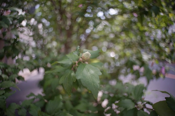 sankyo_komura_komuranon_24mm_m42_sony_a7_01