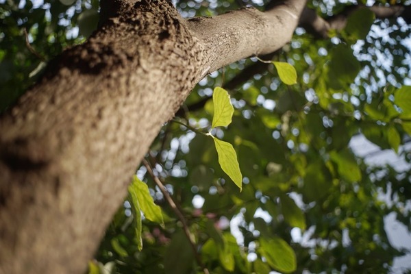 pentax_takumar_35mm_m42_sony_a7