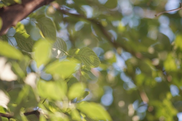 soligor_135mm_nikon-f_sony_a7