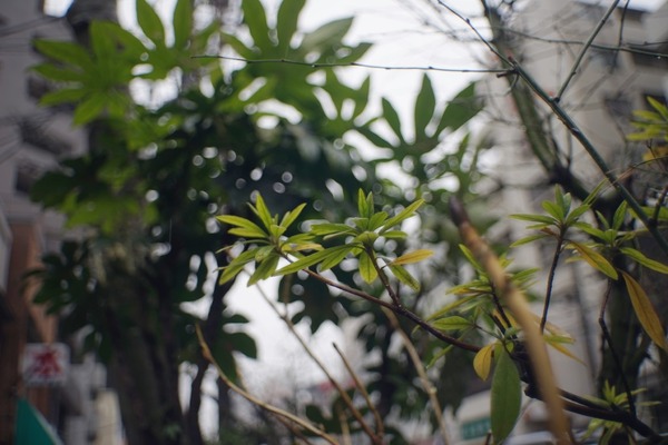 optomax_auto_35mm_m42_sony_a7