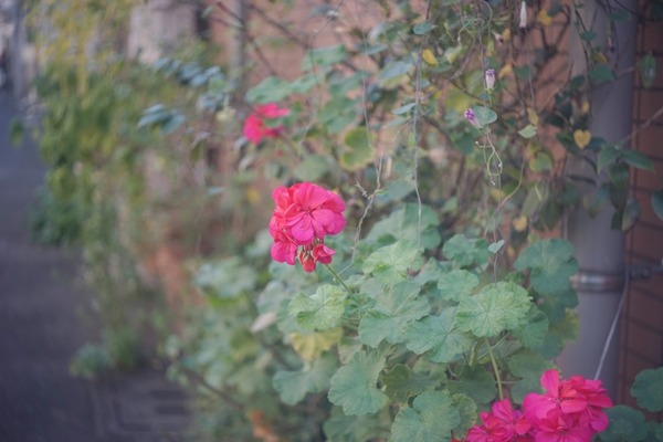 boyer_saphir_b_50mm_l39_sony_a7