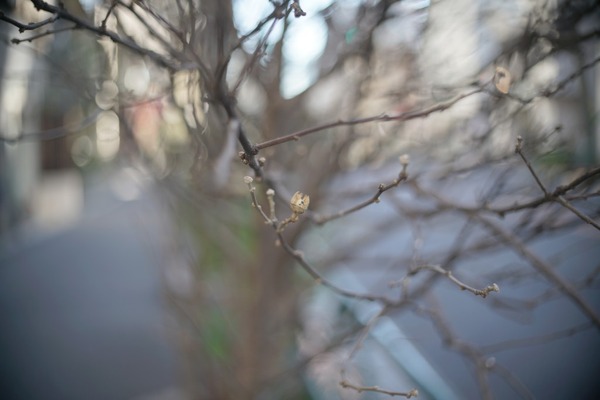 po3-3m_50mm_sony_e_a7r_ii