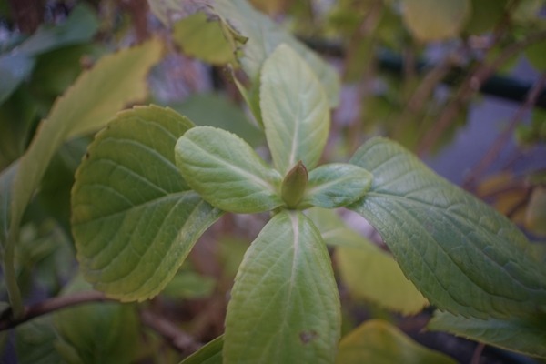 angenieux_145mm_type-r62_l39_sony_a7