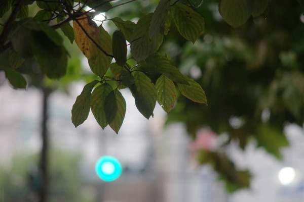 konica_hexanon_200mm_ar_sony_a7