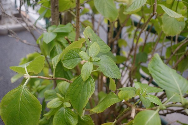 schacht_s-travegon_35mm_m42_sony_a7_0