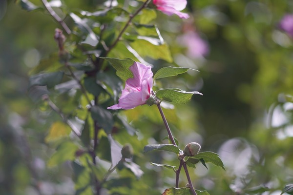 kern_macro-yvar_150mm_hasselblad_v_sony_a7r_ii