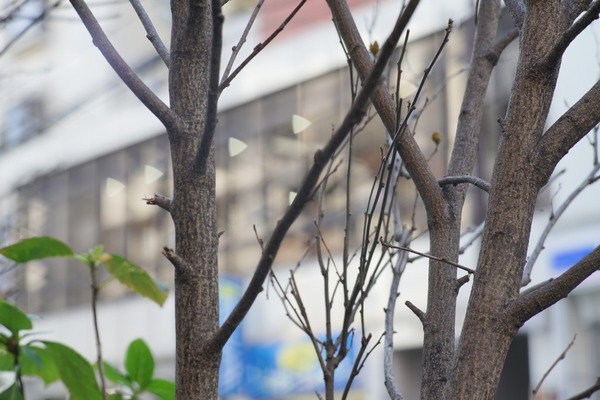 rollei_planar_85mm_hft_qbm_sony_a7r_ii_b