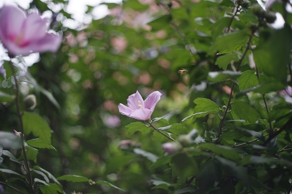 ricoh_xr_rikenon_50mm_pk_sony_a7
