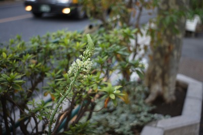 yashica-sony_nex