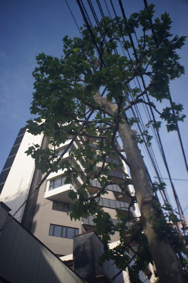 carl_zeiss_jena_flektogon_25mm_exakta_sony_a7