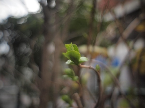 kern_switar_25mm_h16_rx_cine_oympus_pen_e-p1