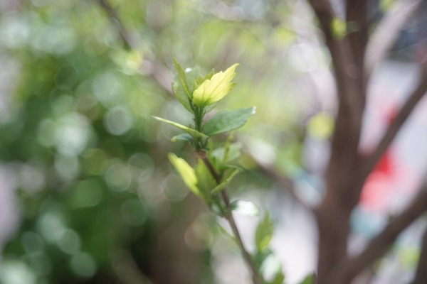 kilfitt_makro-kilar_40mm_exakta_sony_a7