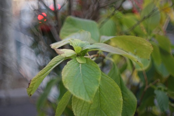 olympus_h_zuiko_42mm_pen-ft_aps-c