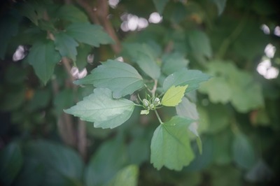 pentax_auto_110_50mm_t86_sony_a7