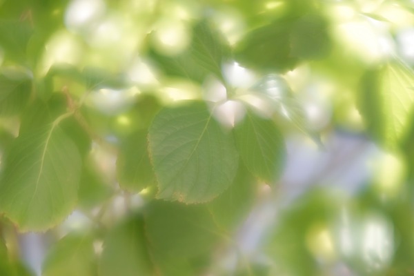 minolta_varisofto_rokkor_85mm_sony_a7_3