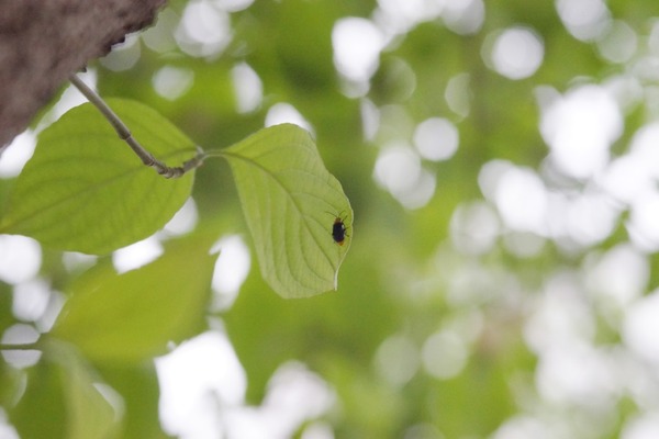 pentax_smc-fa_85mm_soft_sony_a7_b