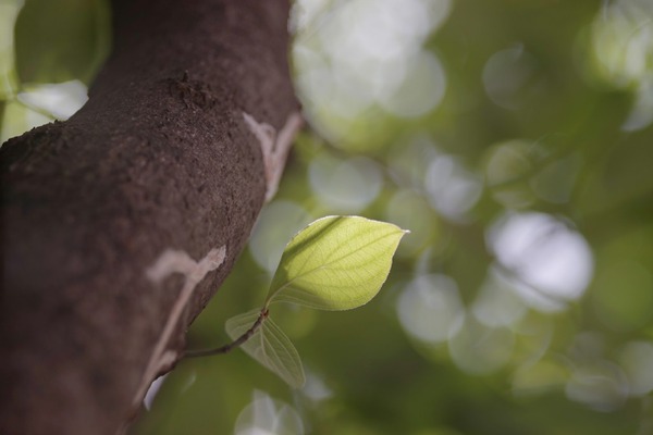 leica_macro-elmar-r_100mm_3-cam_sony_a7