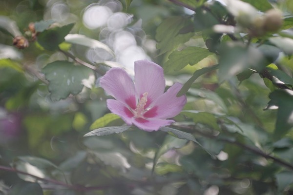 angenieux_kodak_anastigmat_100mm_m42_sony_a7