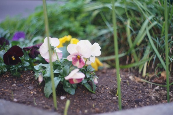 helios-44m_58mm_m42_sony_a7r_ii