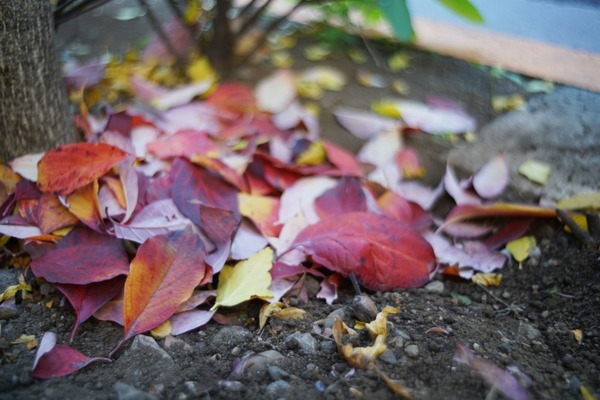 pentax_auto-takumar_35mm_m42_sony_a7r_ii