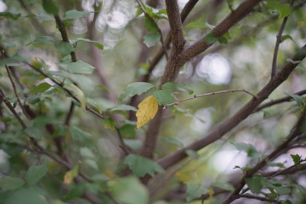 fujifilm_fujinon_50mm_m42_sony_a7r_ii