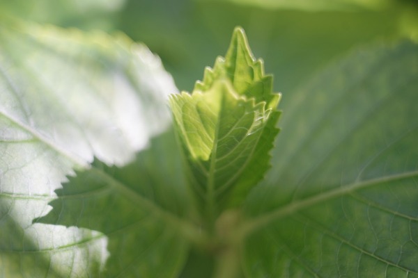 kilfitt_makro_kilar_e_40mm_m42_sony_a7_b