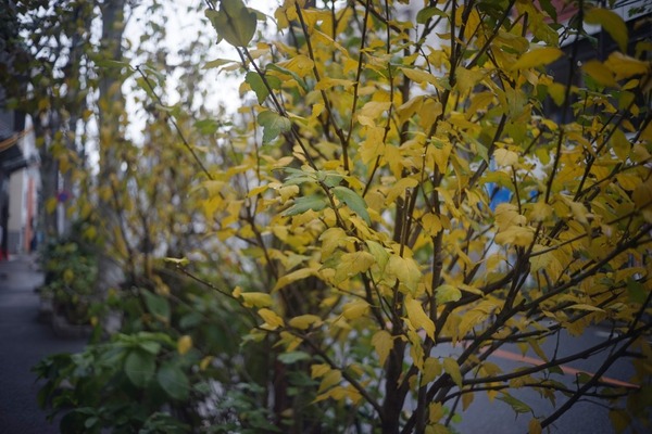 ross_xpres_105mm_m42_sony_a7_a