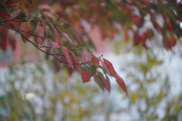 angenieux_90mm_type-y1_l39_sony_a7r_ii