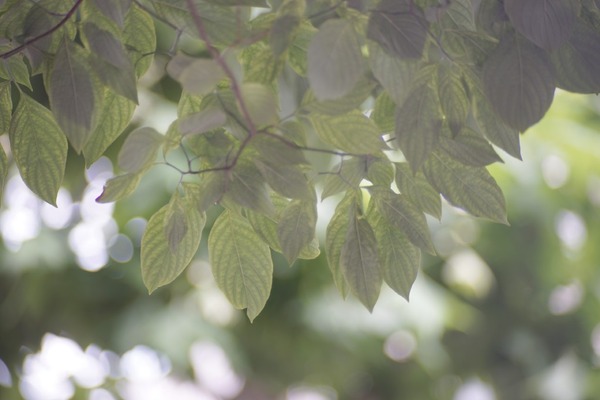 argus_cintar_135mm_m42_sony_a7_a