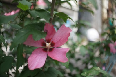 ITOREX_28mm_M42-sony_nex-3