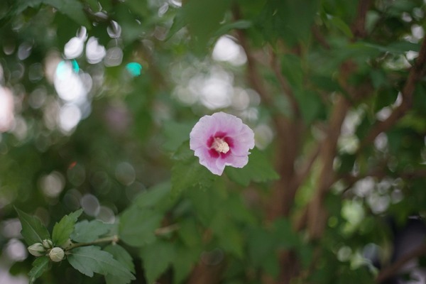 ricoh_xr_rikenon_50mm_pk_sony_a7