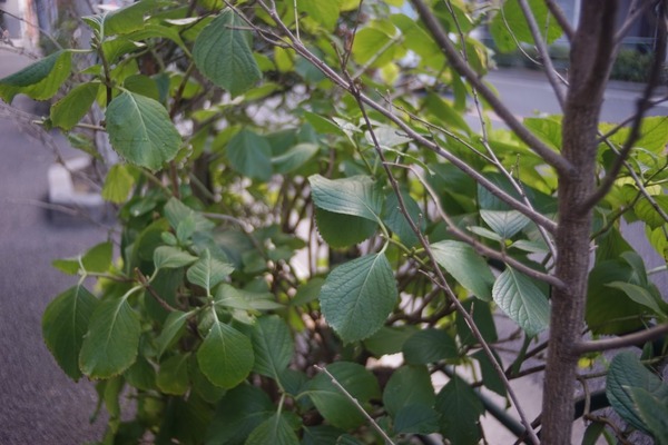 angenieux_35mm_type_r1_exakta_sony_a7