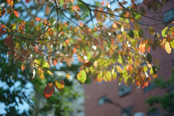 yashica_yashinon_50mm_l39_sony_a7