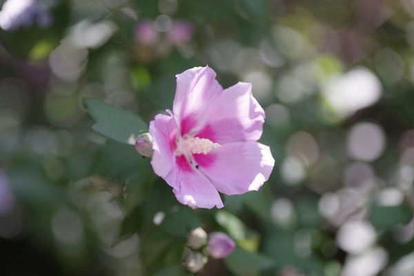 vivitar_series_1_90mm_macro_om_sony_a7