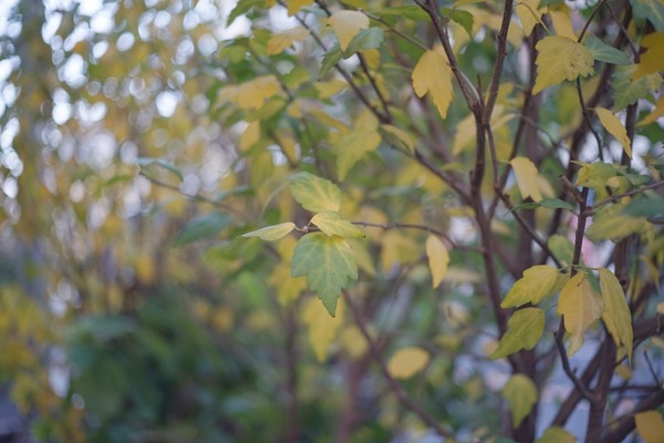 voigtlander_septon_50mm_deckel_sony_a7