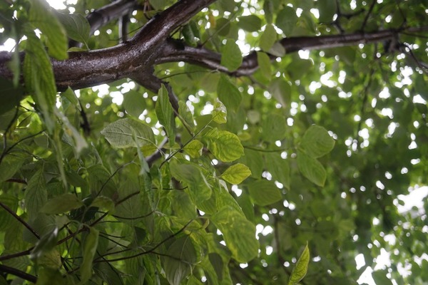 schacht_ulm_travegon_35mm_exakta_sony_a7