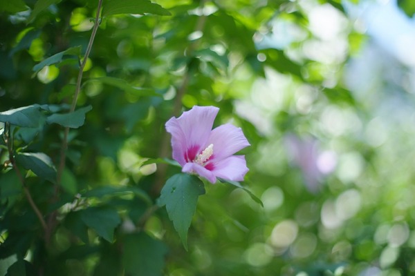 pentax_smc-m_50mm_sony-a7