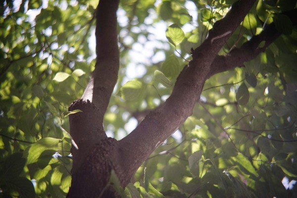 okc2-75-1_75mm_lm_sony_a7