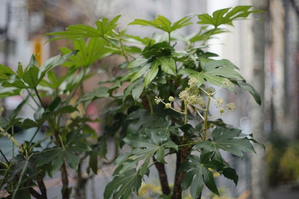 minolta_mc_rokkor-pf_58mm_sony_a7