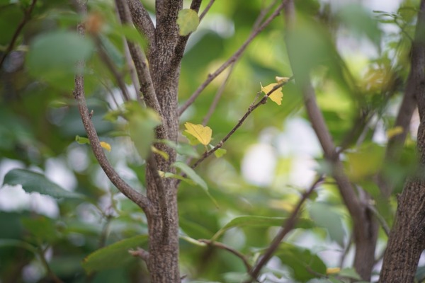 canon_new_fd_85mm_sony_a7r_ii