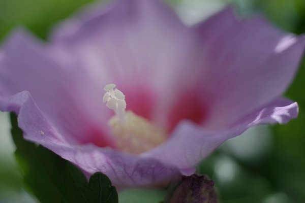 leica_macro-elmarit-r_60mm_3-cam_sony_a7_b