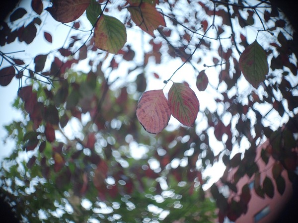 carl_zeiss_jena_biotar_t_25mm_m43_olympus_pen_e-p1