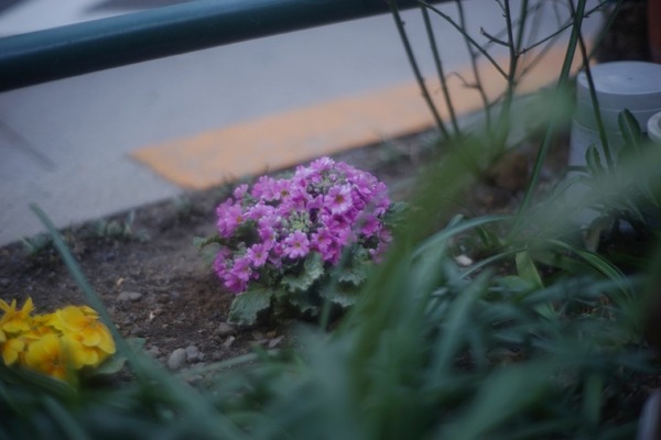 konishiroku_hexanon_60mm_l39_sony_a7