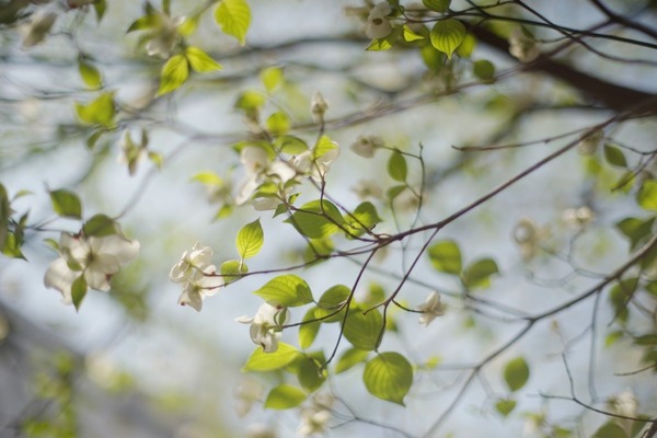 konica_hexanon_57mm_ar_sony_a7