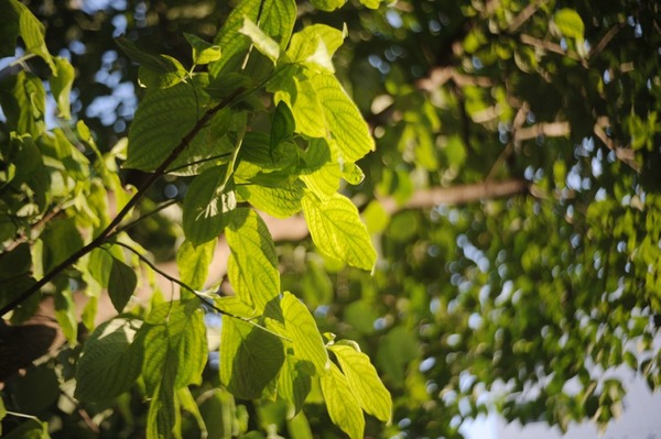 soligor_35mm_nikon-f_sony_a7